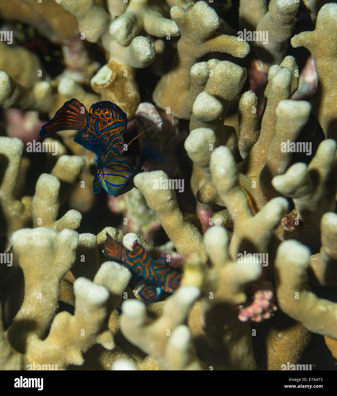 Mandarinfish hiding among the corals Stock Photo