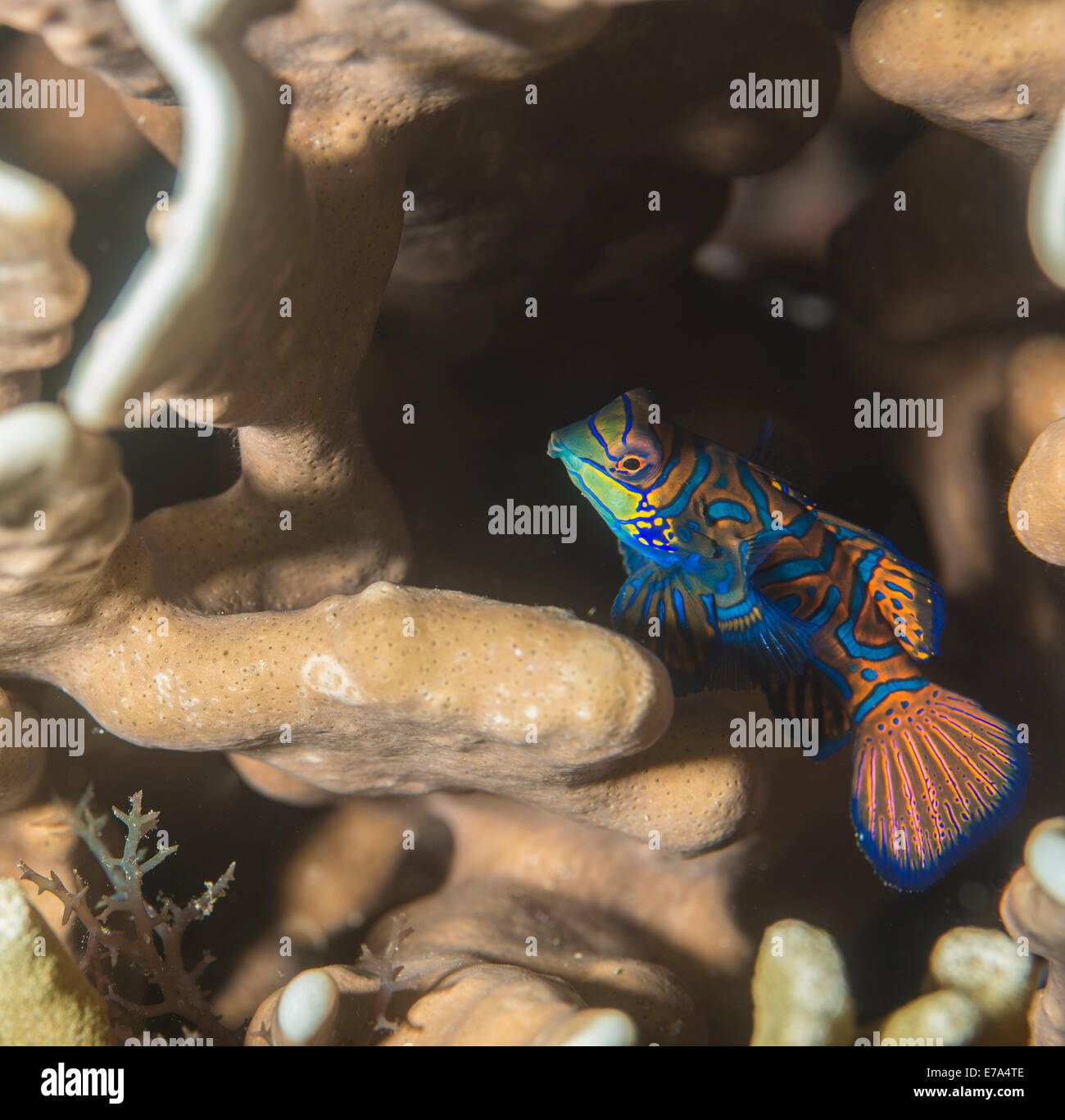 Mandarinfish hiding in the corals Stock Photo