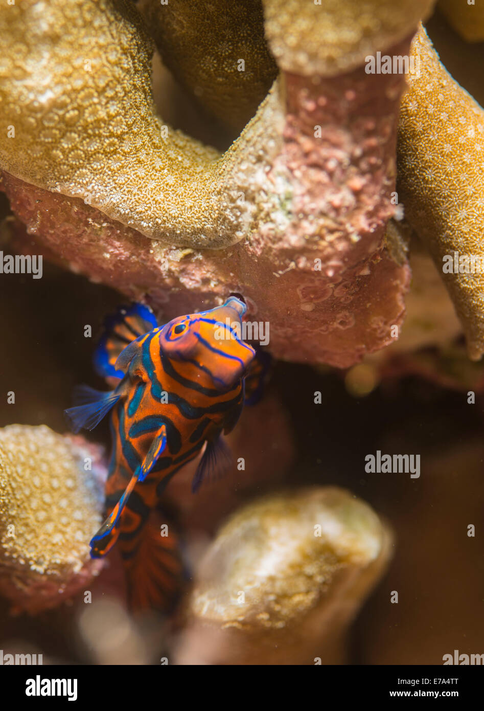 Mandarinfish hiding in the corals Stock Photo