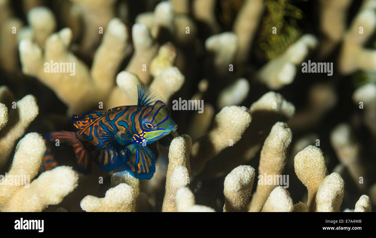 Mandarinfish hiding among the corals Stock Photo