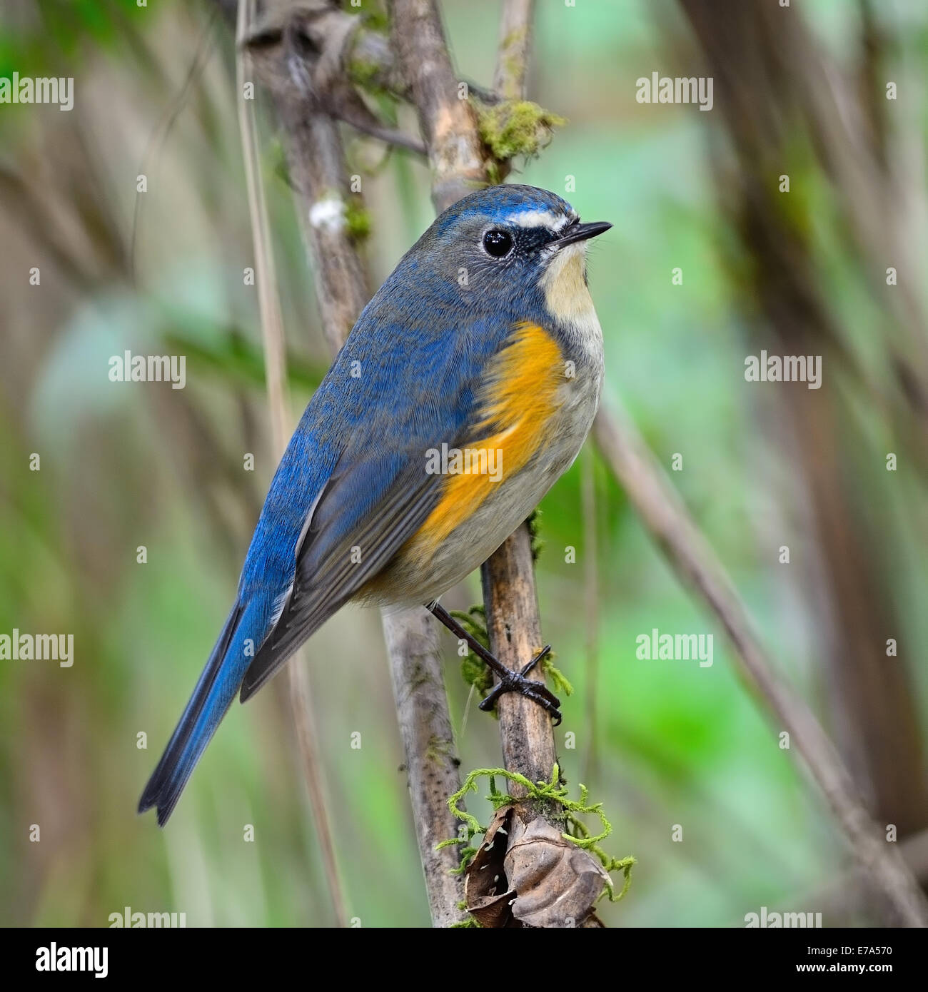 Colorful blue bird, male Red-flanked Bluetail (Tarsiger cyanurus), standing on  a branch, side profile Stock Photo