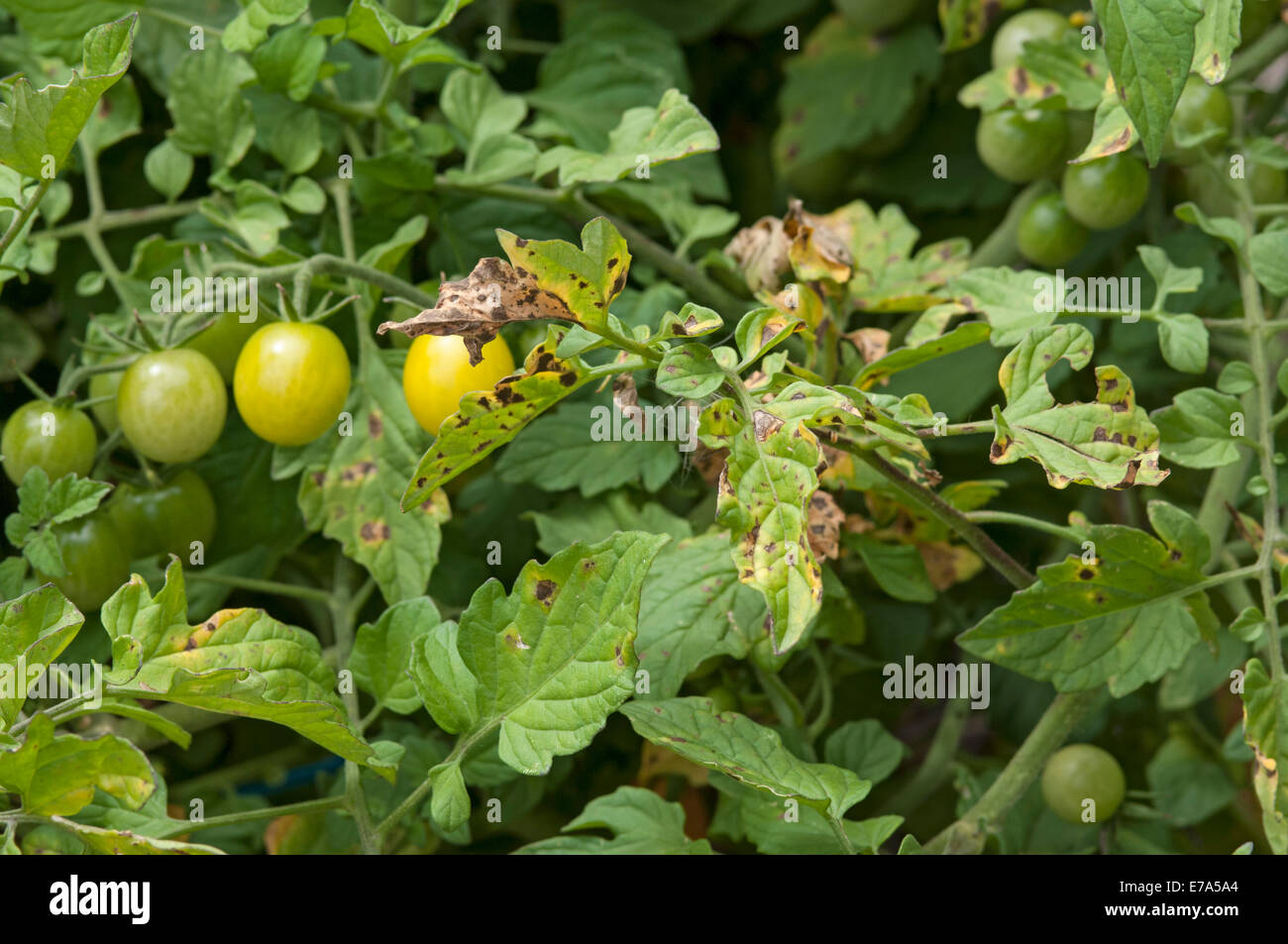 Target spot symptoms on tomato plants Stock Photo Alamy