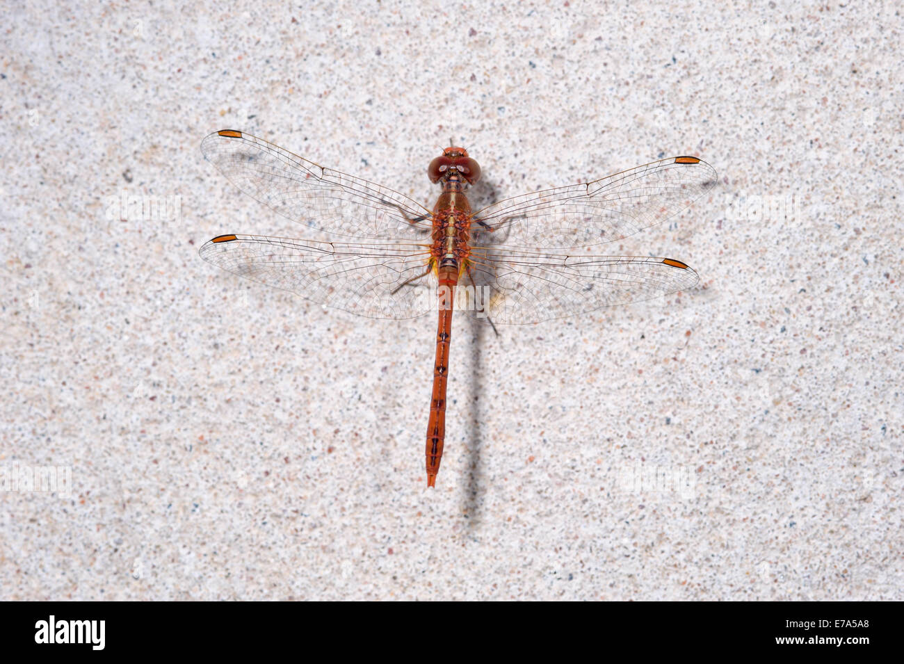 Red eastern hawk dragonfly Stock Photo