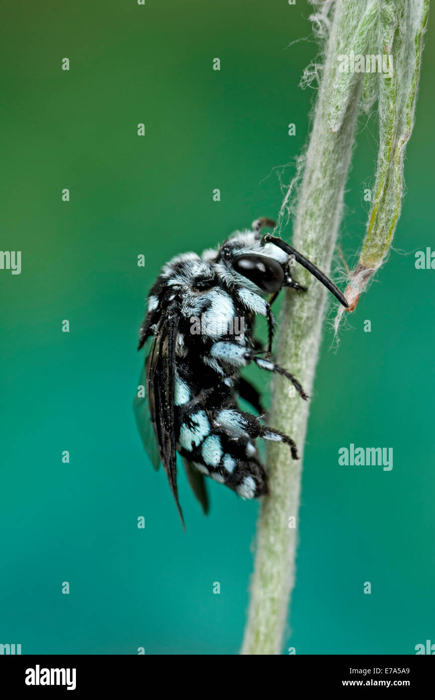 Australian cuckoo bee Thyreus sp. Stock Photo