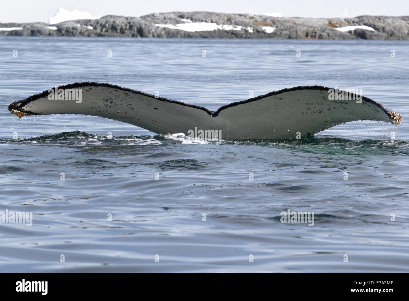 humpback whale which dives into the Antarctic waters with a white tail ...