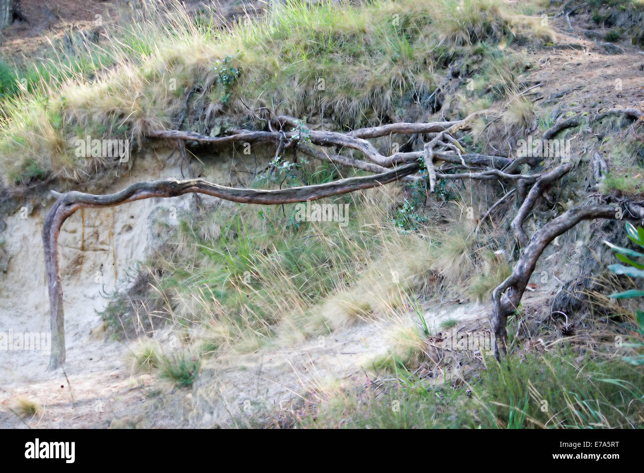 Tree roots erosion hi-res stock photography and images - Alamy
