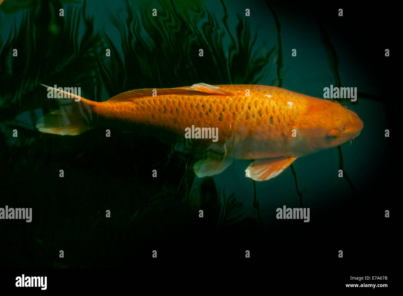 Ornamental red fish in a dark green pond with reflections Stock Photo