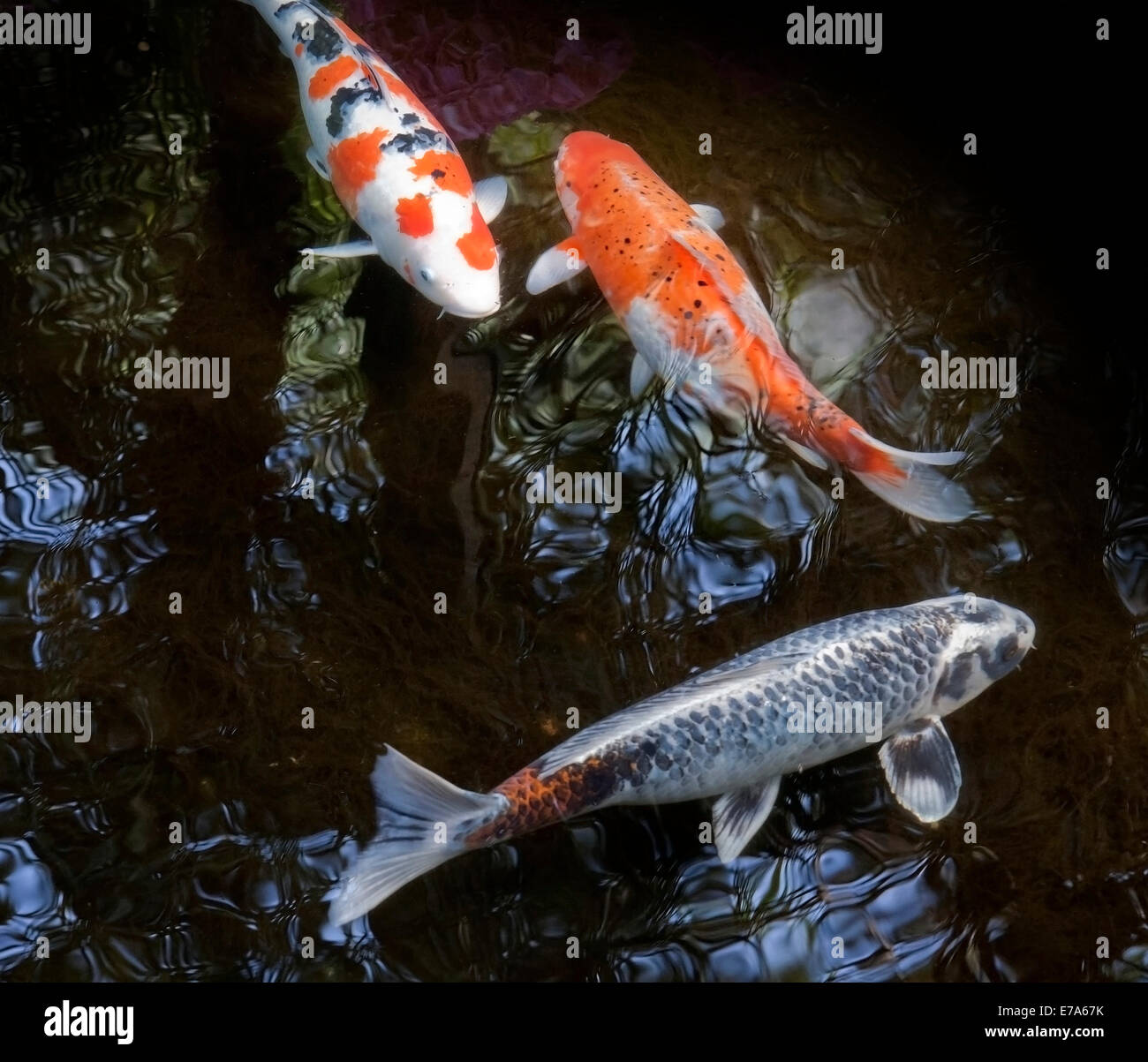 Three Color Fish Three golden fish in water hi-res stock photography and images - Alamy