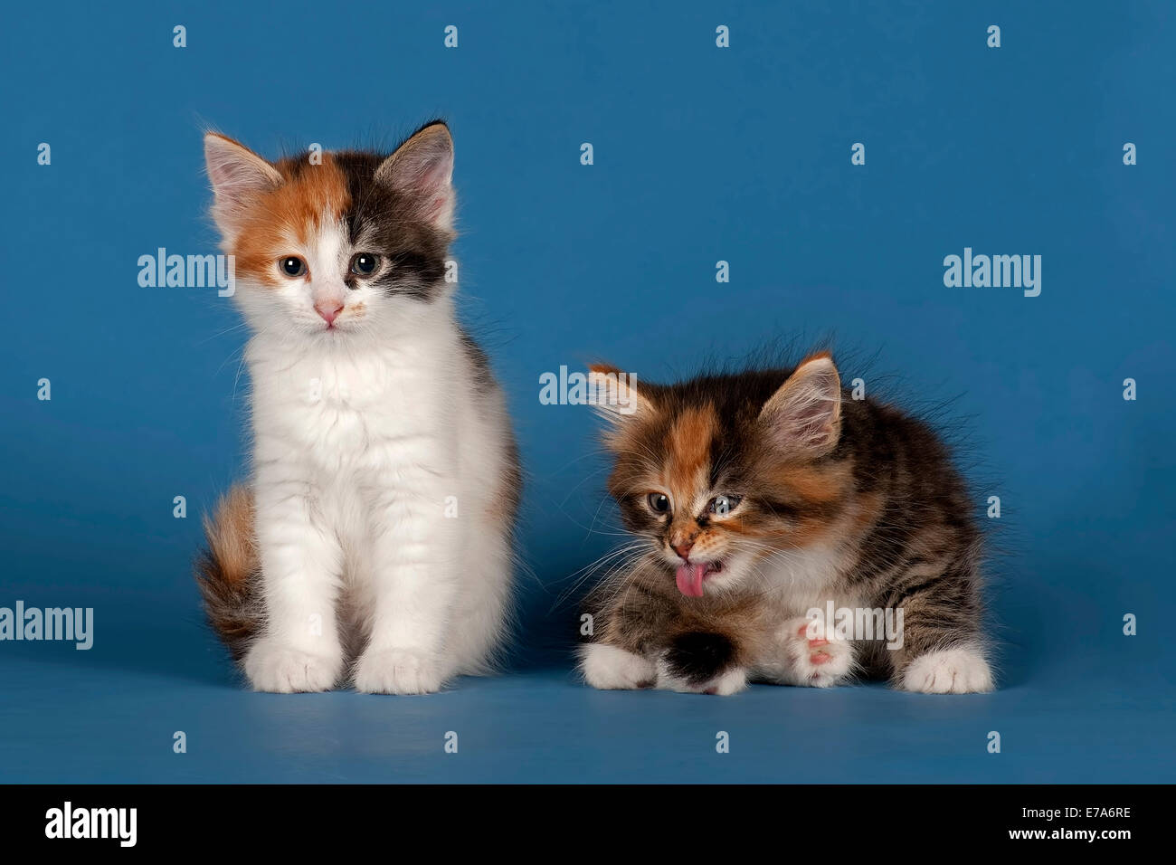 Two Siberian forest kittens 7 weeks Stock Photo Alamy