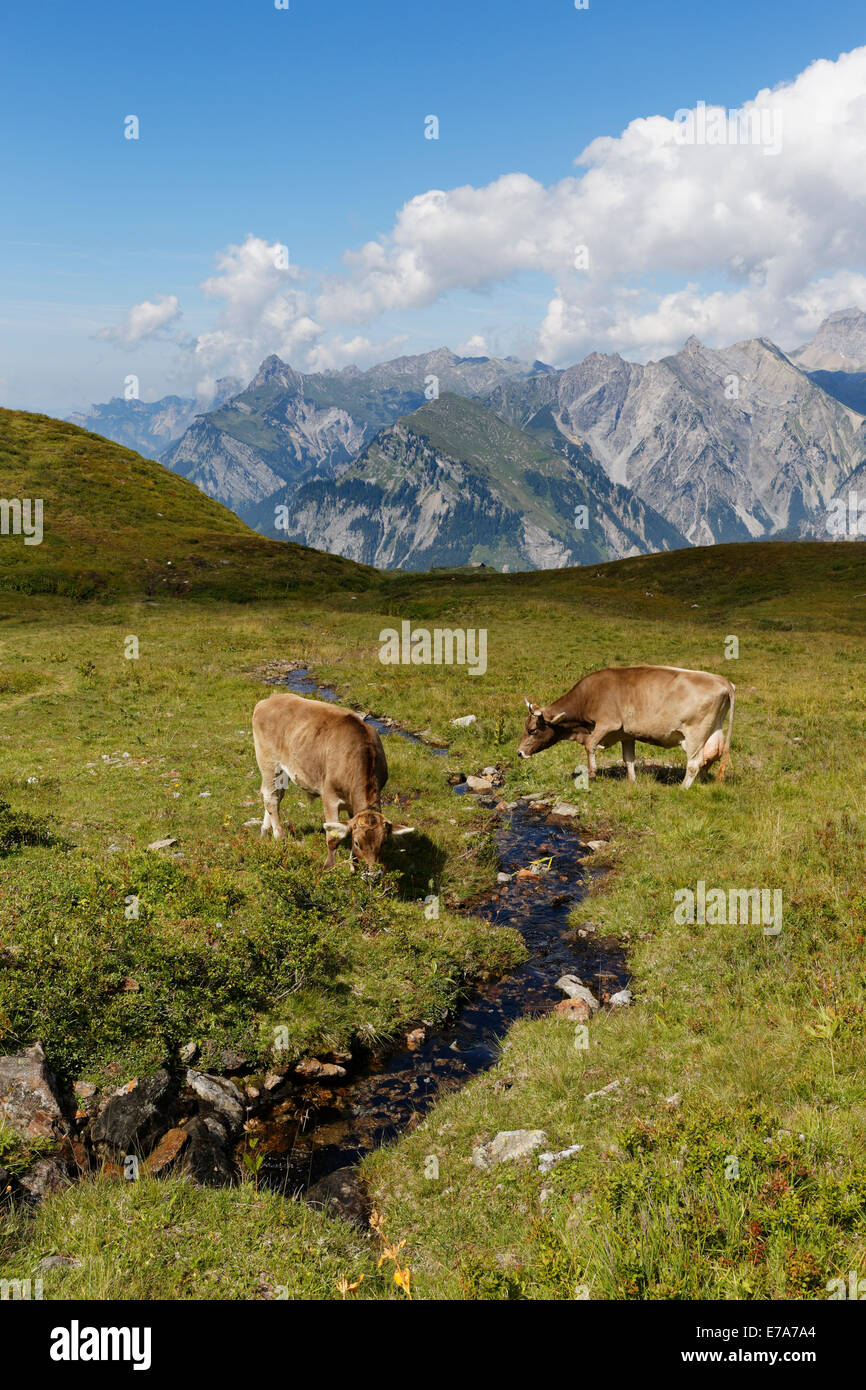 Cows grazing on a mountain stream, Sonnenkopf mountain, Eisentaler Gruppe mountains, Verwall mountains, Lechquellen Mountains at Stock Photo