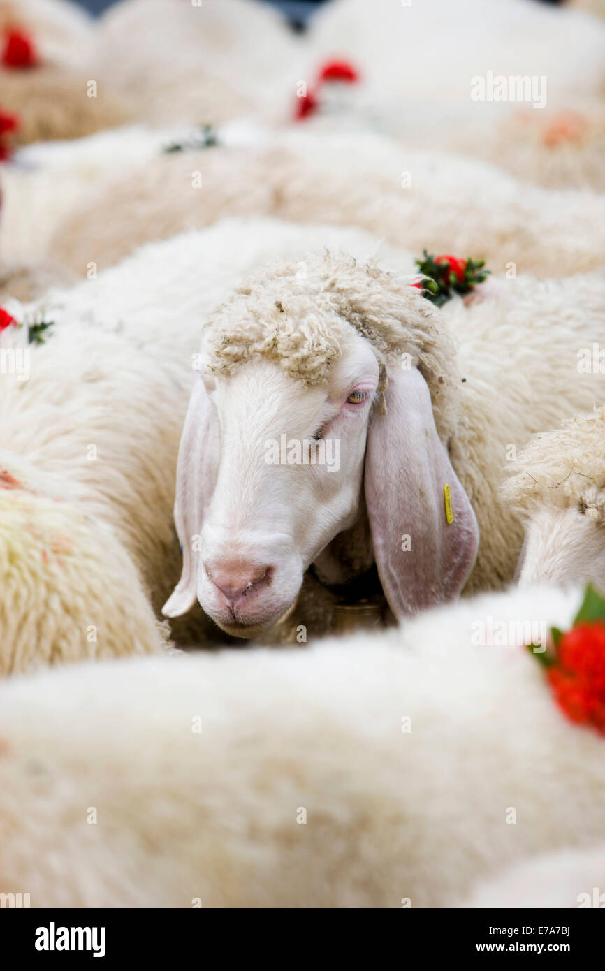 Tyrolean Mountain Sheep (Ovis orientalis aries), decorated with flowers, Almabtrieb cattle drive, Söll, North Tyrol, Austria Stock Photo