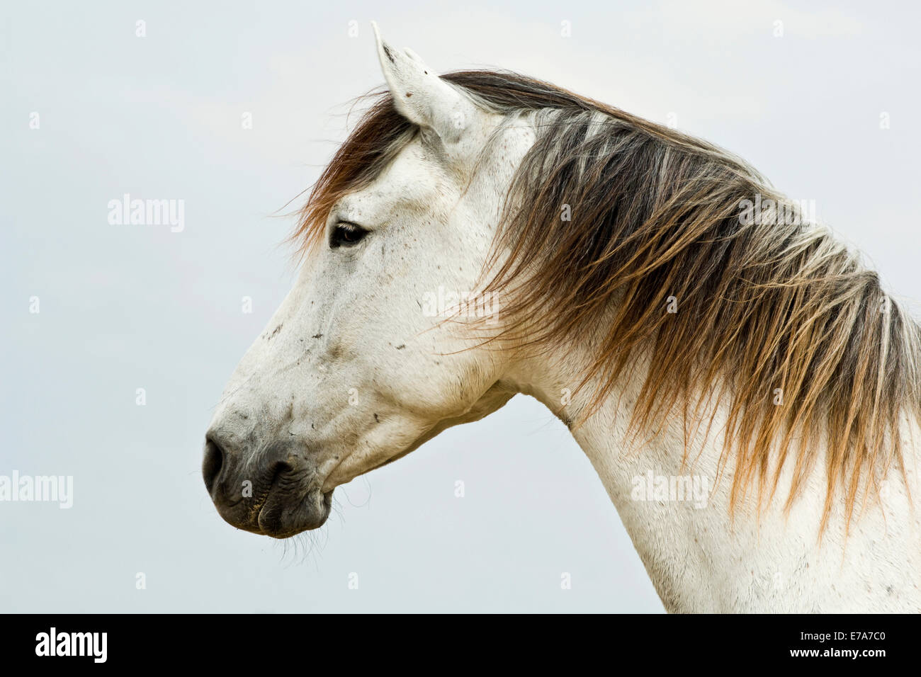 Lusitano horse, gelding, white horse, Andalusia, Spain Stock Photo
