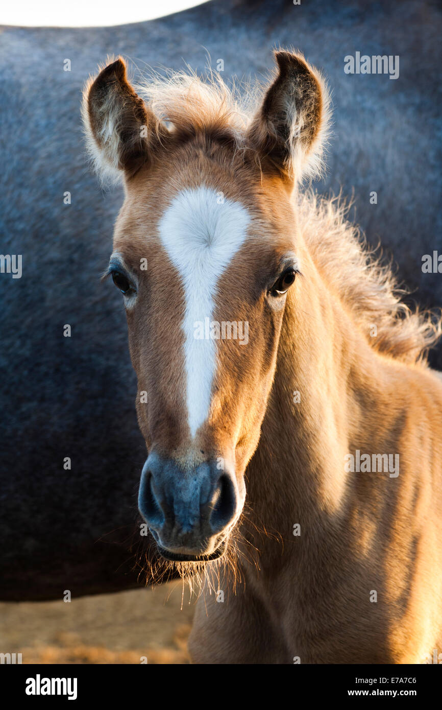 Lusitano horse, foal, Andalusia, Spain Stock Photo