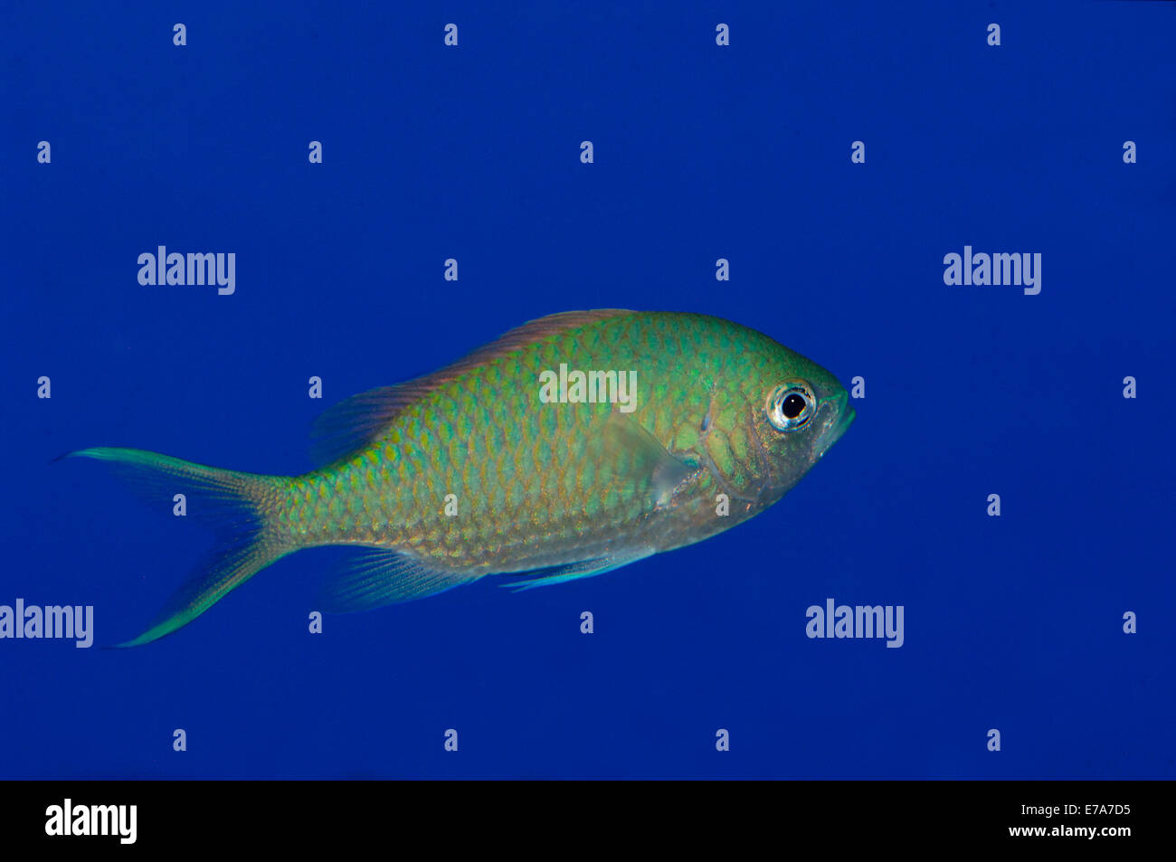 Green Chromis Fish. Stock Photo