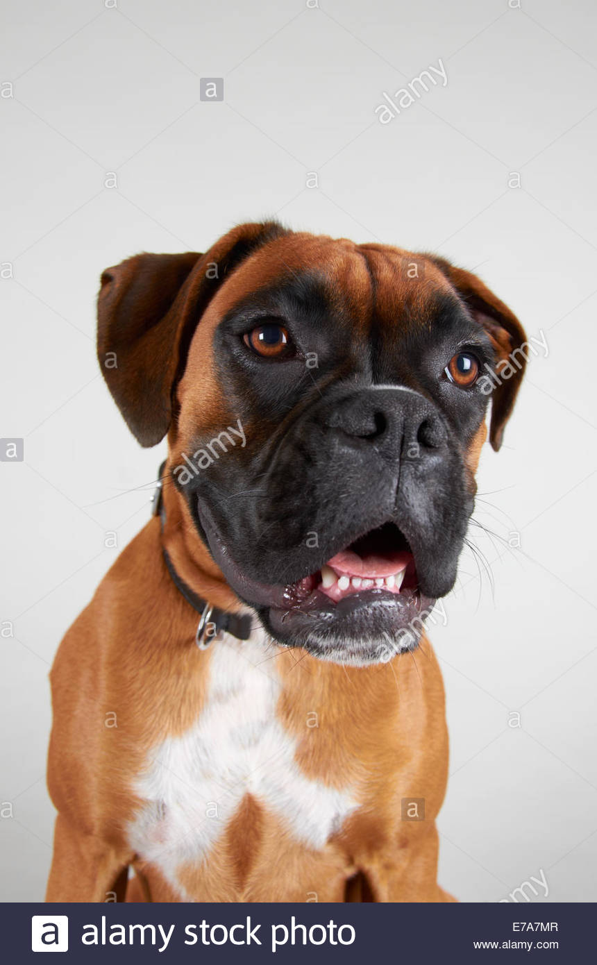 Boxer Dog Teeth Stock Photos & Boxer Dog Teeth Stock Images Alamy