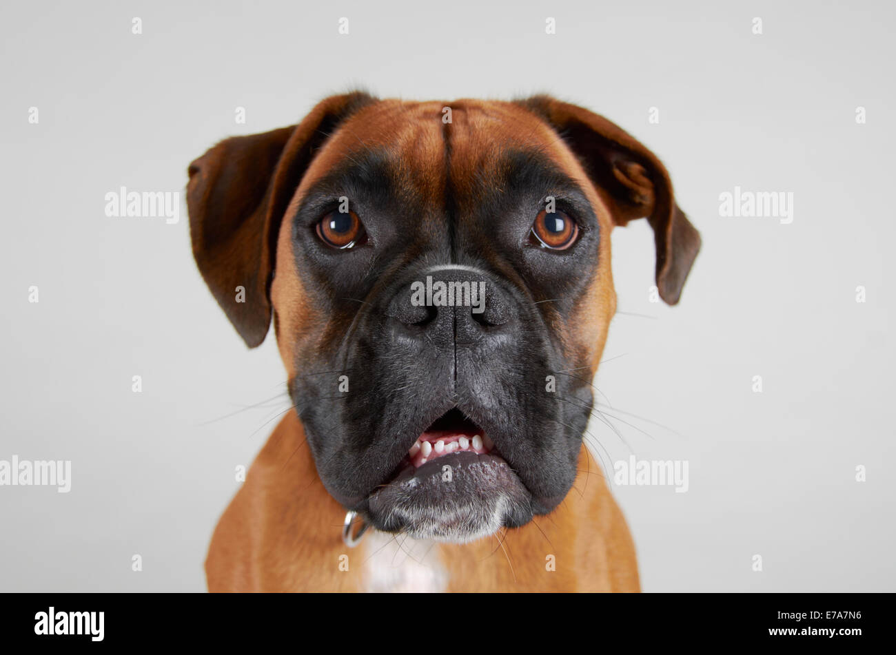 Boxer dog teeth hires stock photography and images Alamy