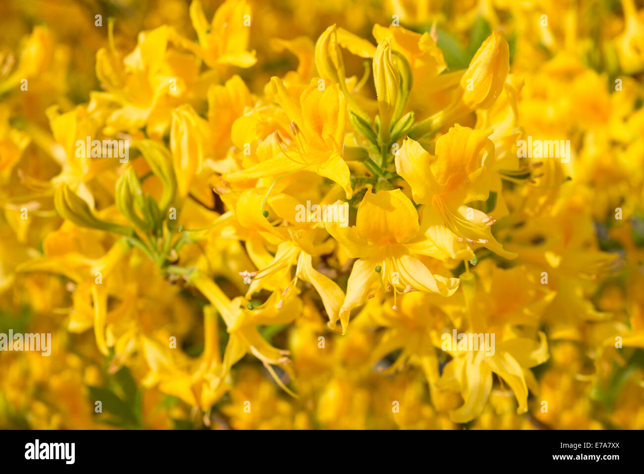 Flowers yellow Rhododendron Stock Photo