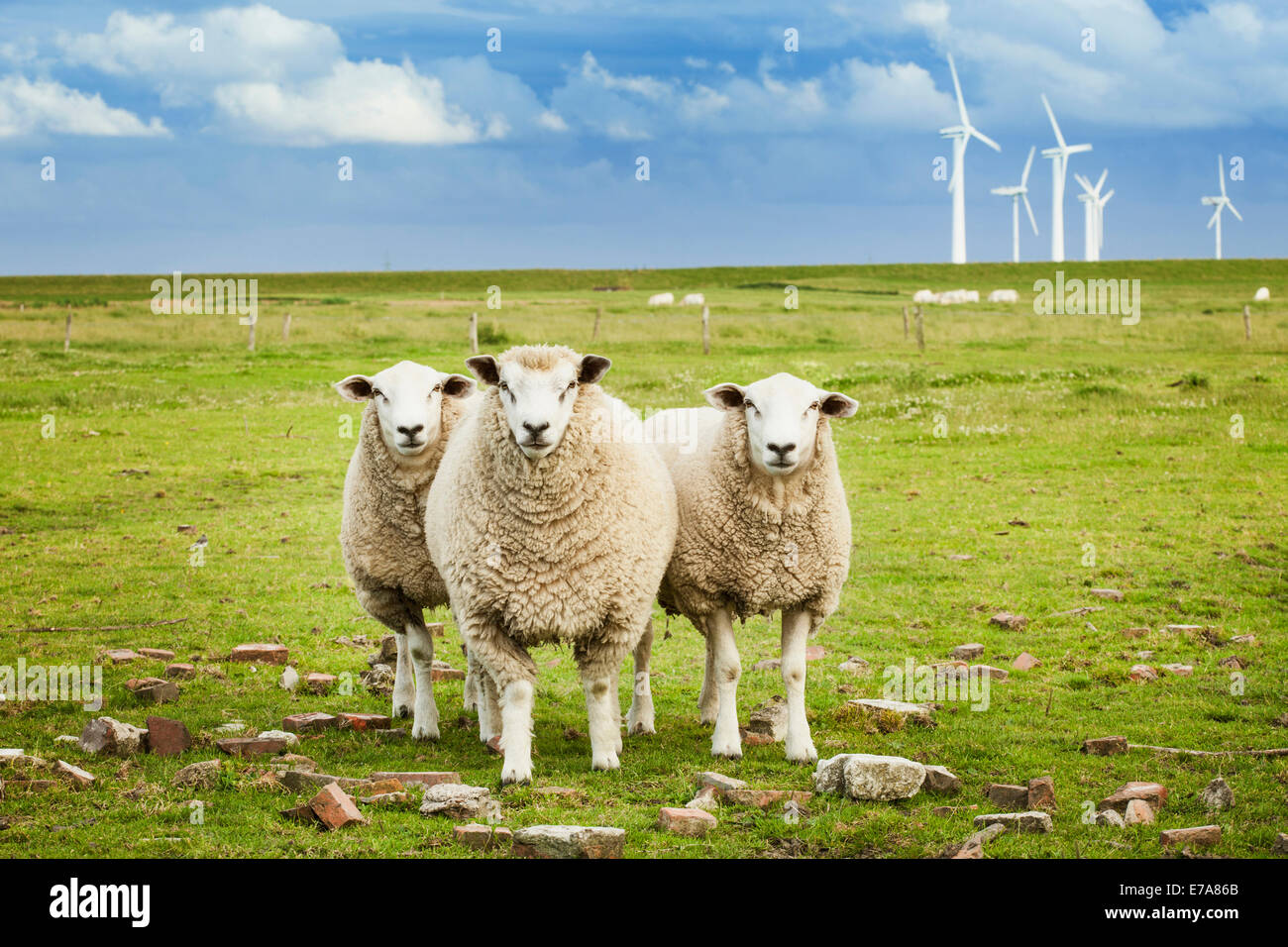 Three sheep on pasture with wind farm in background in Schleswig-Holstein, Germany Stock Photo