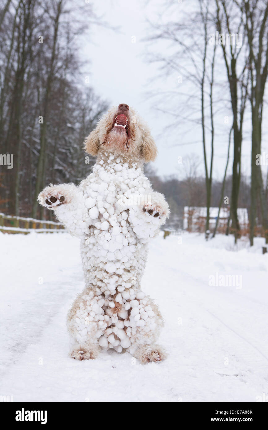 Dog rearing up in snow Stock Photo