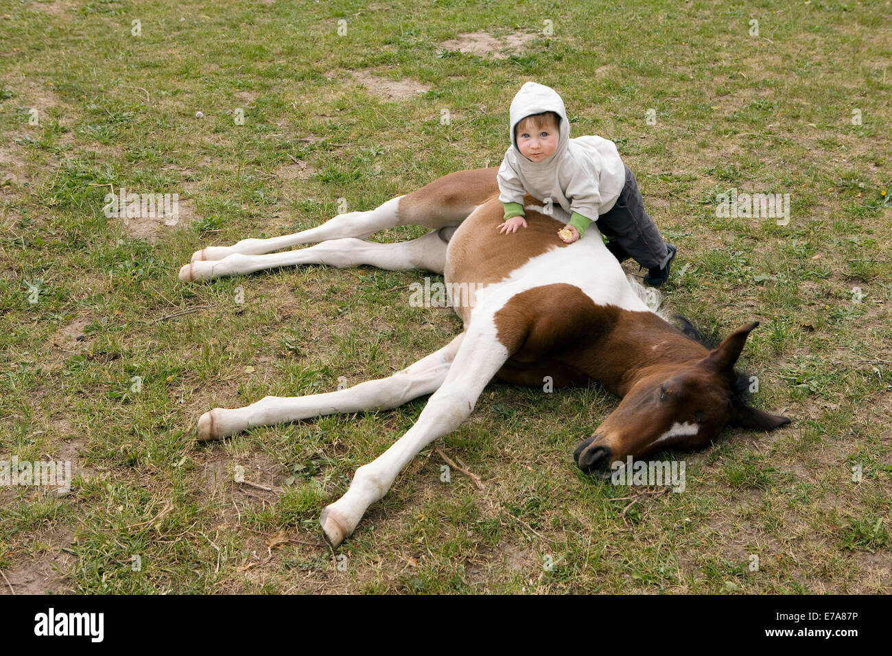 Baby girl lying on horse and looking at camera Stock Photo