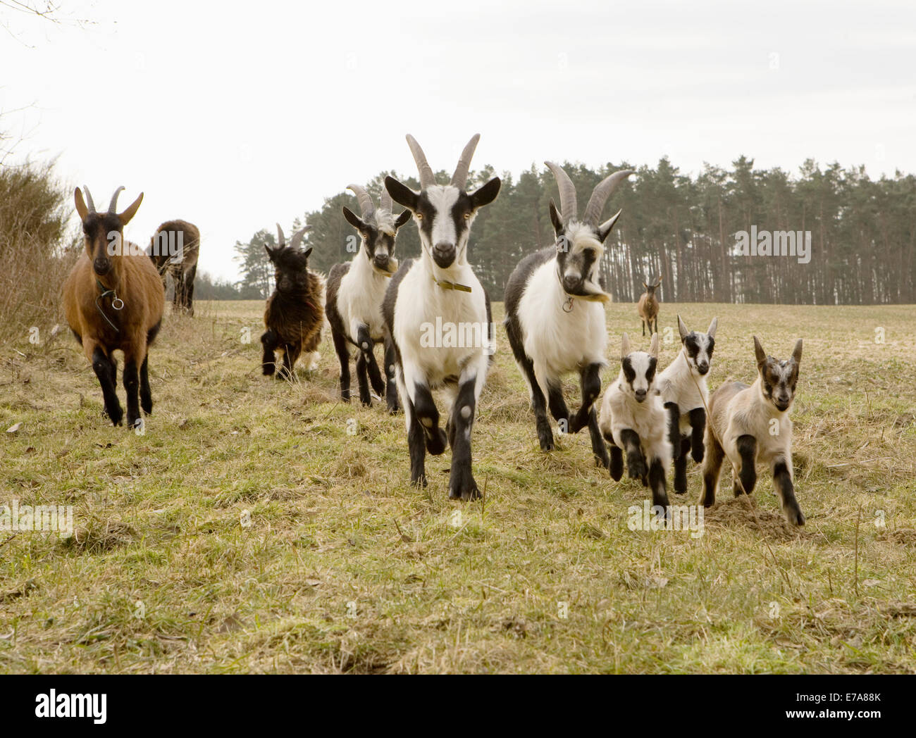 Goats running with kids Stock Photo Alamy