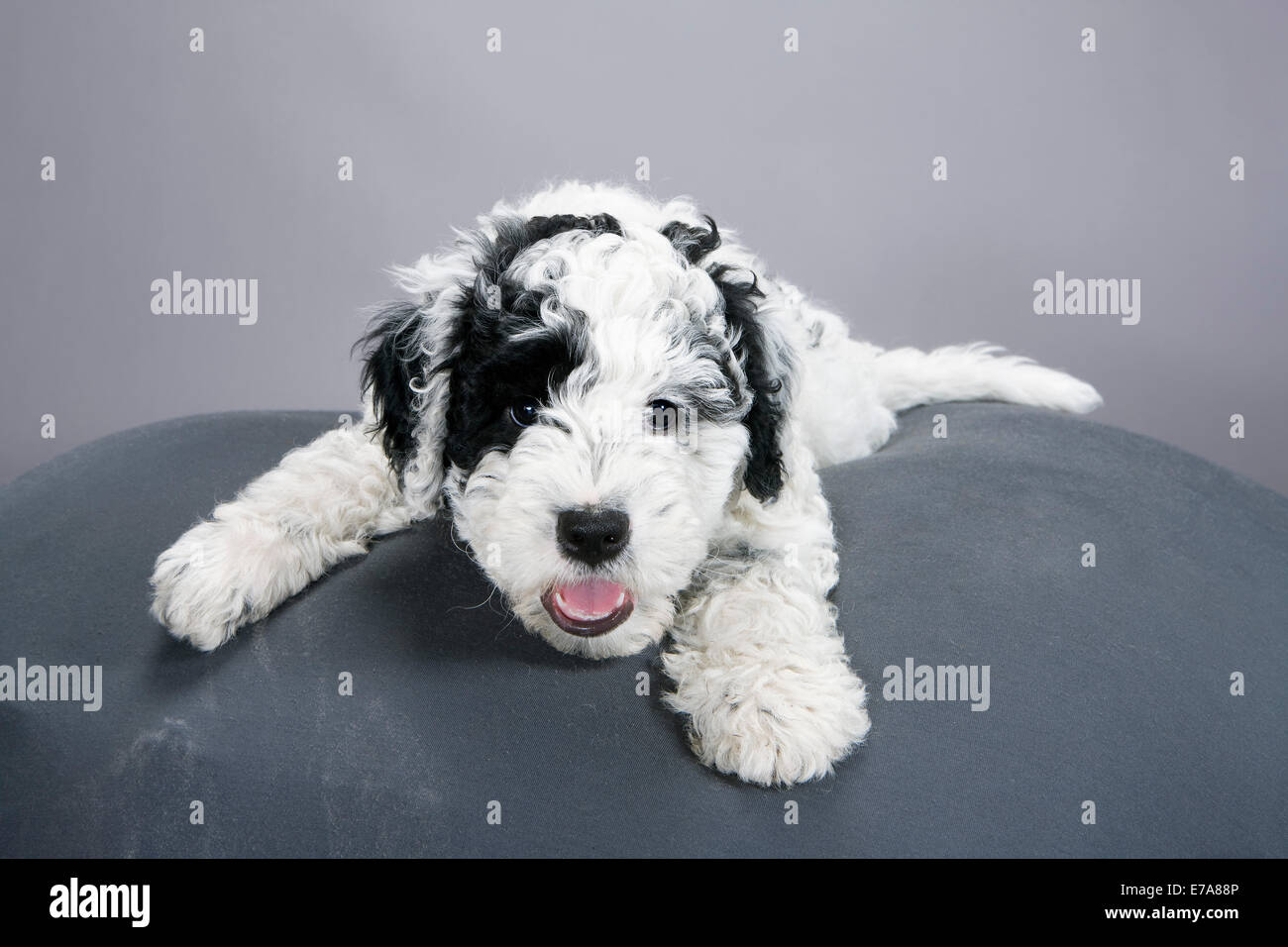 Portuguese Water Dog puppy resting on pet bed Stock Photo