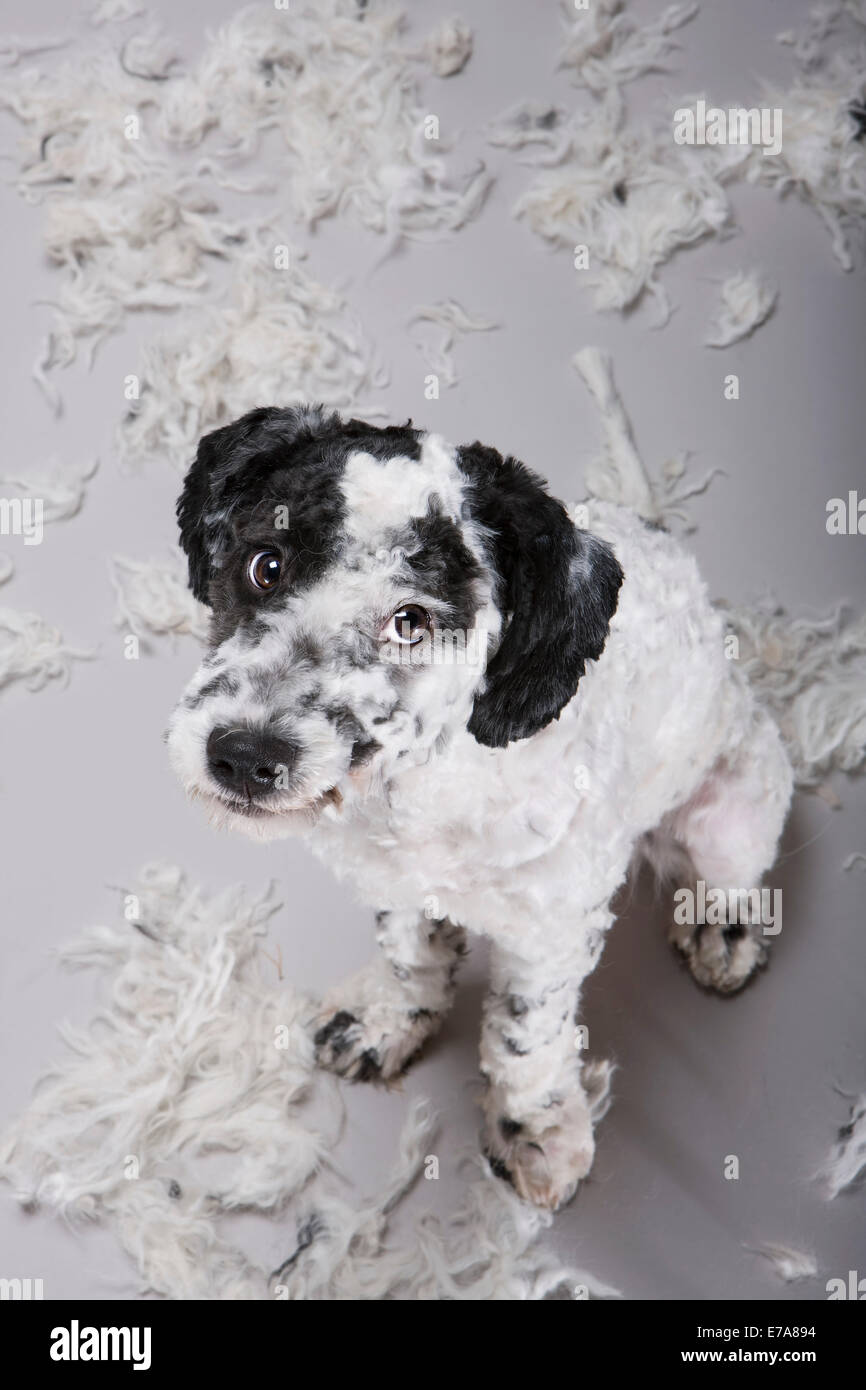A Portuguese Water Dog looking uncertain about his freshly shorn hair Stock Photo