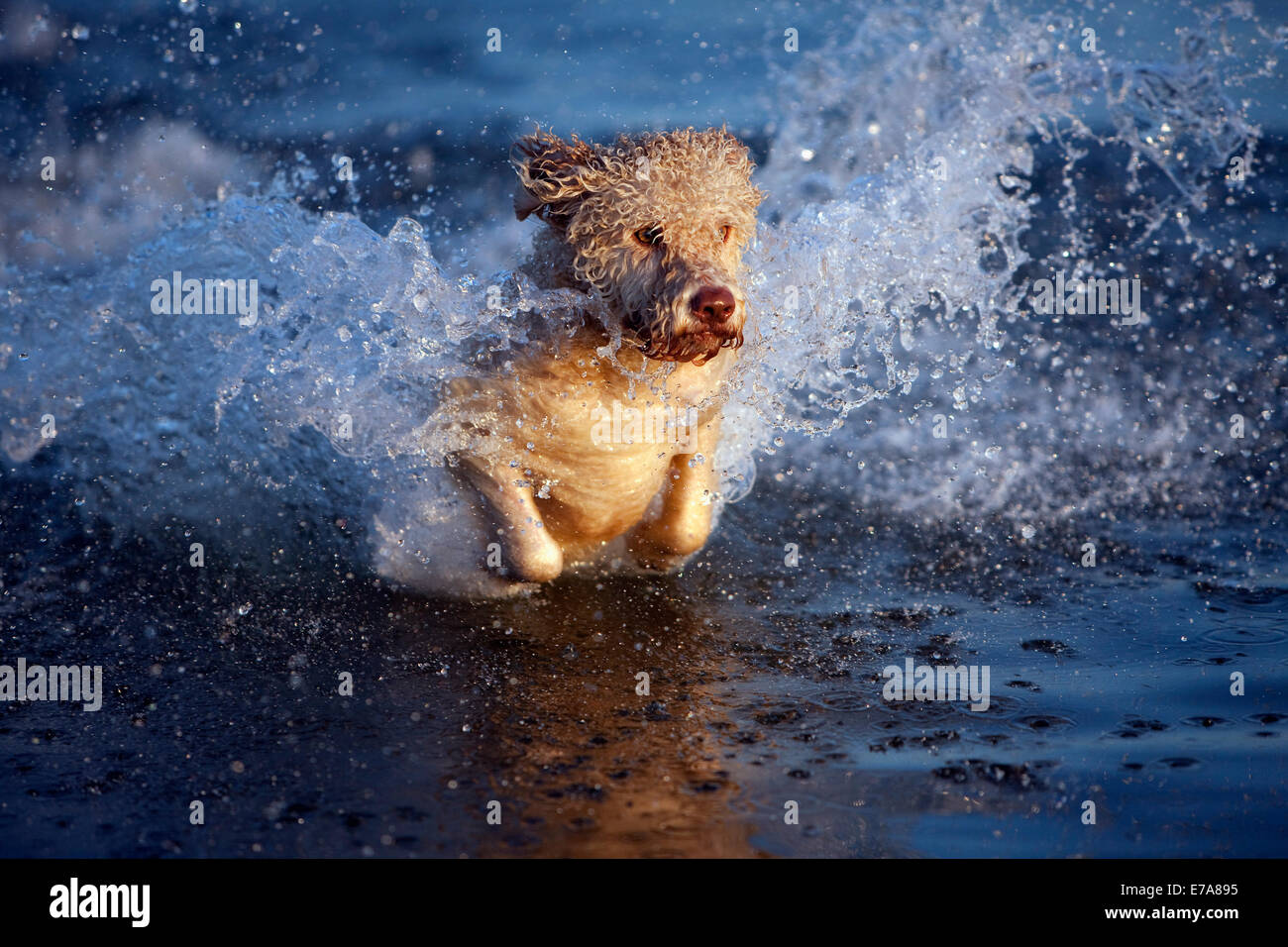 A Portuguese Water Dog splashing through water Stock Photo