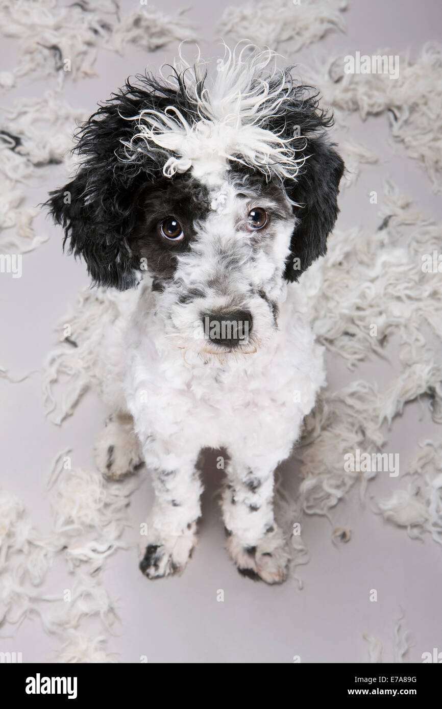 A Portuguese Water Dog looking uncertain about his new hairstyle Stock Photo