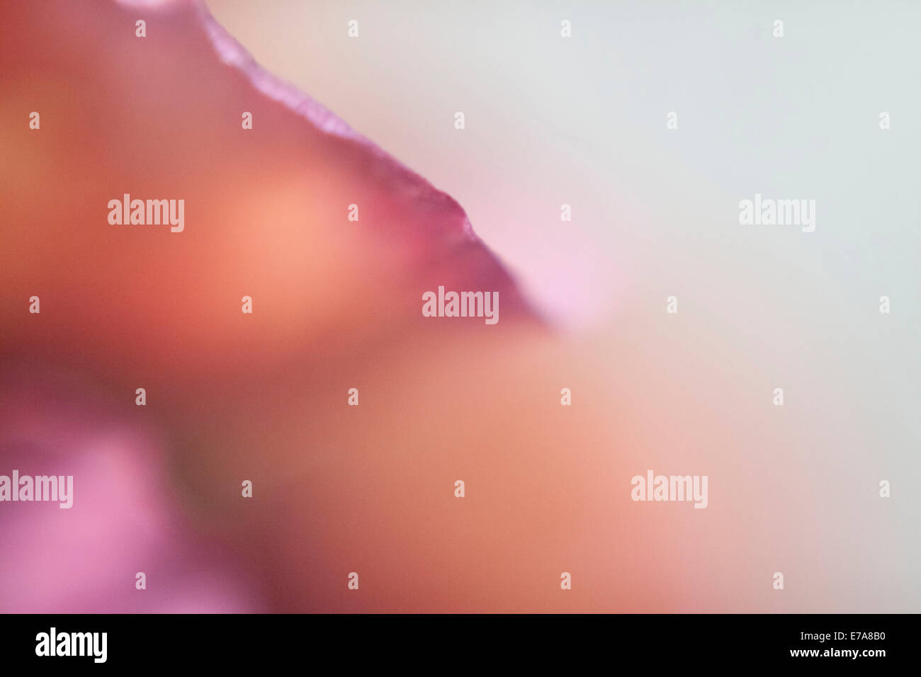 Detail of pink flower against white background Stock Photo