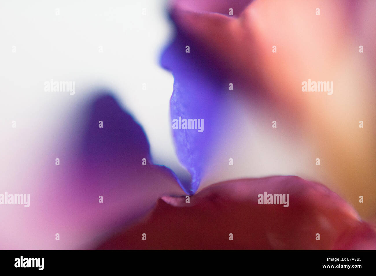 Extreme close up shot beautiful hi-res stock photography and images - Alamy