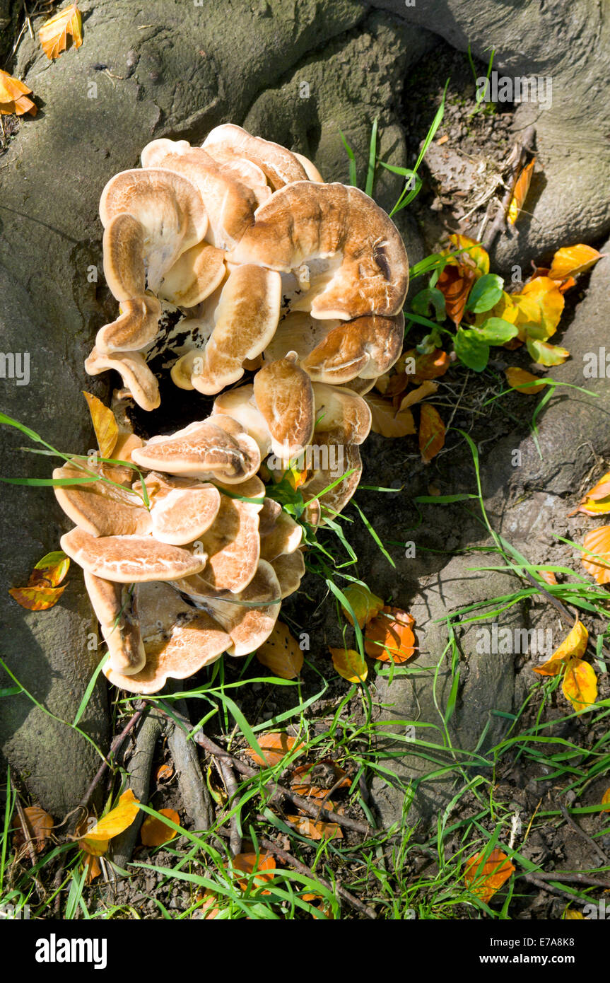 Giant Polypore Meripilus giganteus fungi growing from base of Beech