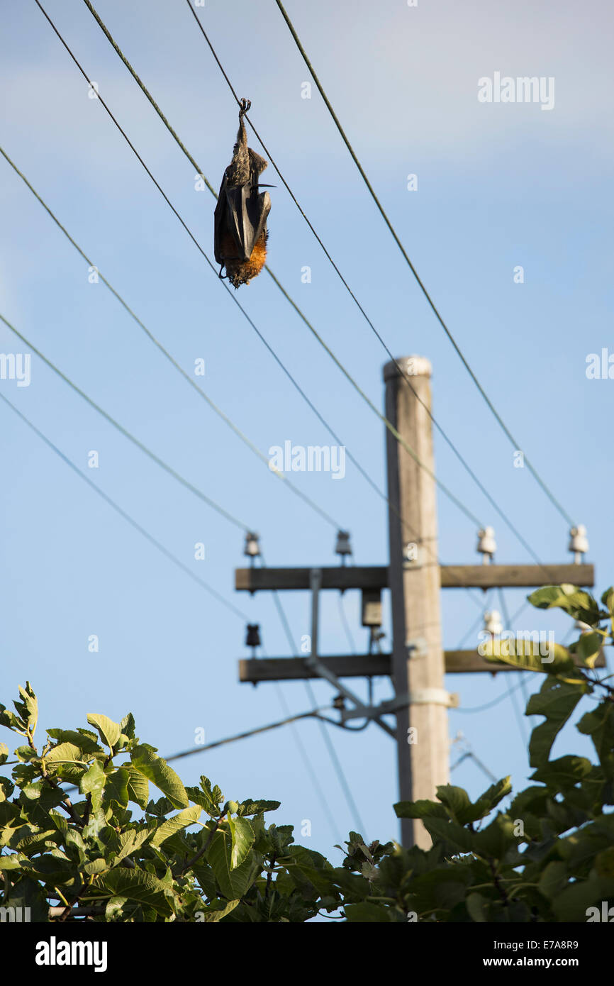 Low angle view of bat sleeping on power cable against sky Stock Photo