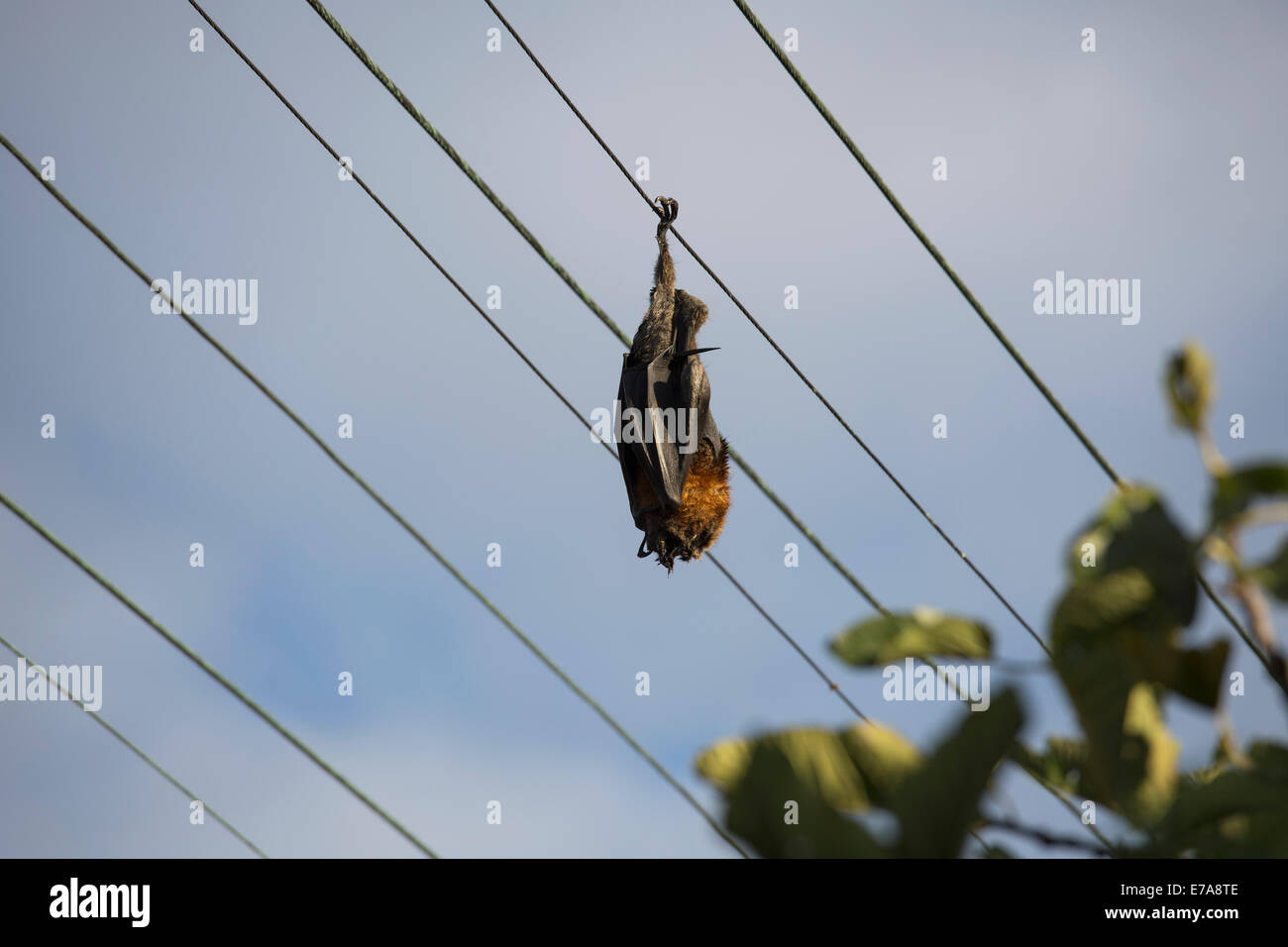 Low angle view of bat sleeping on cable against sky Stock Photo