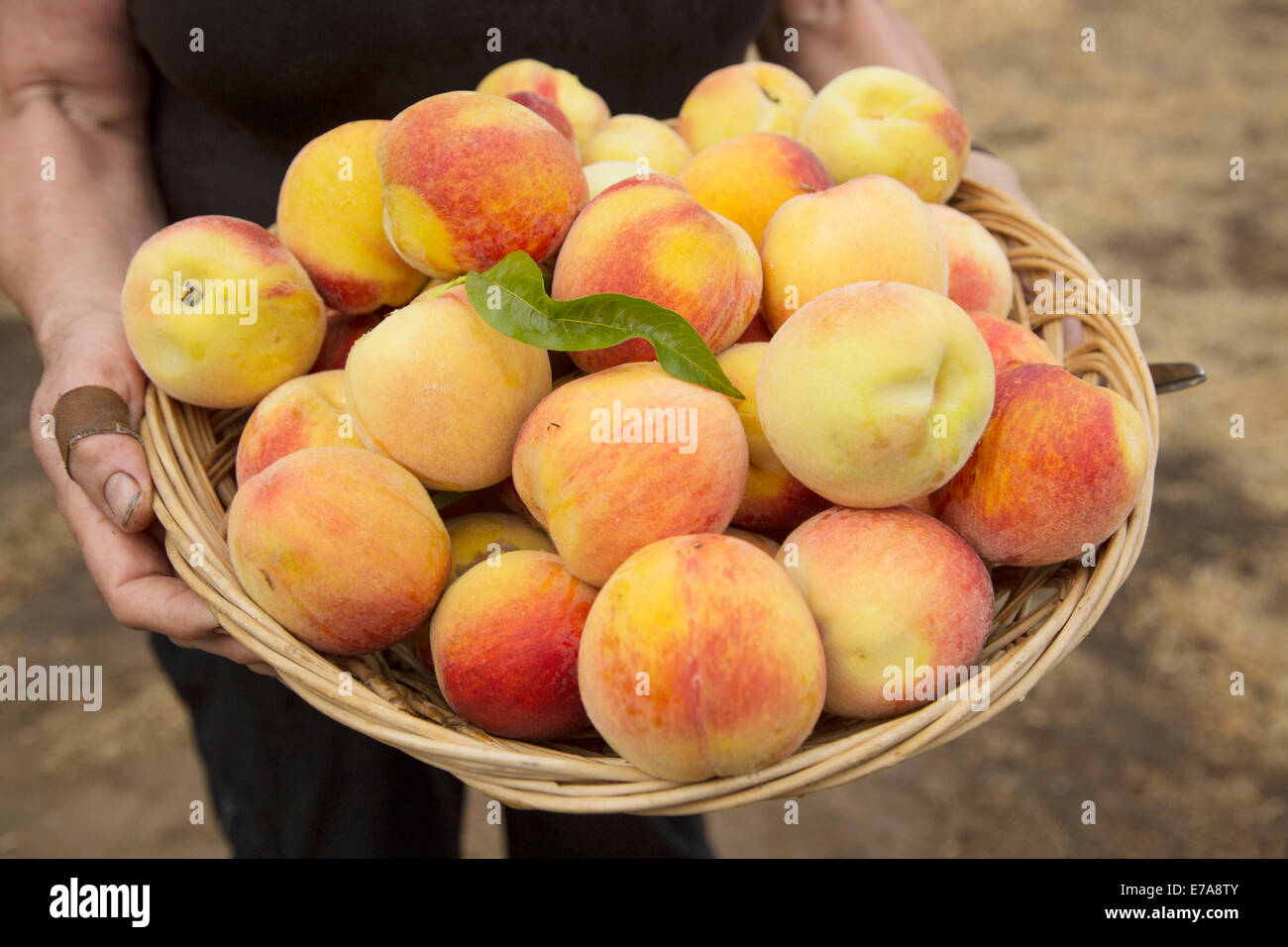 Midsection of man carrying basket full of peaches Stock Photo