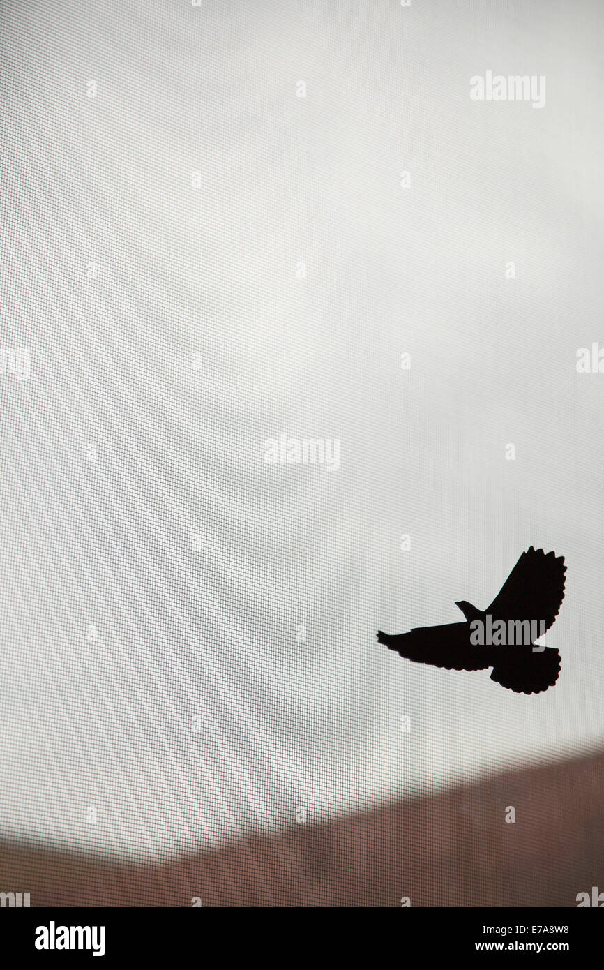 Silhouette bird flying  in sky seen through curtain Stock Photo