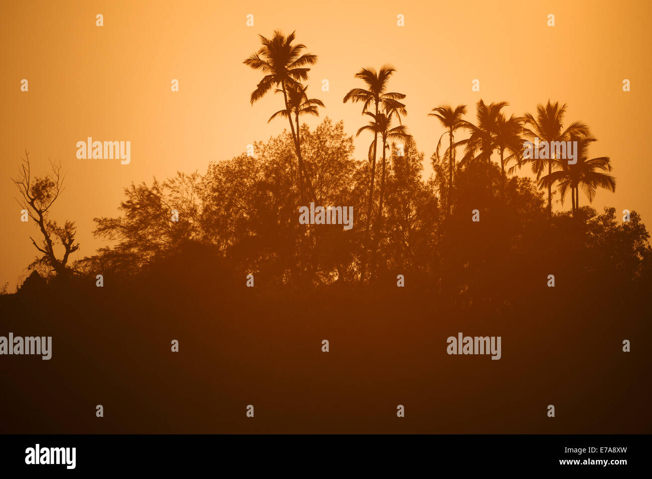 Silhouette trees against clear sky at sunset Stock Photo - Alamy