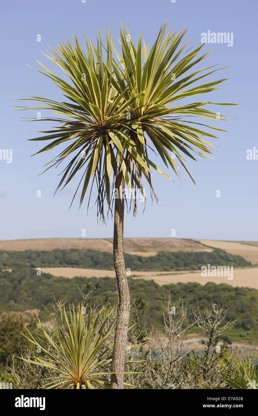 Spiky palm tree hires stock photography and images Alamy