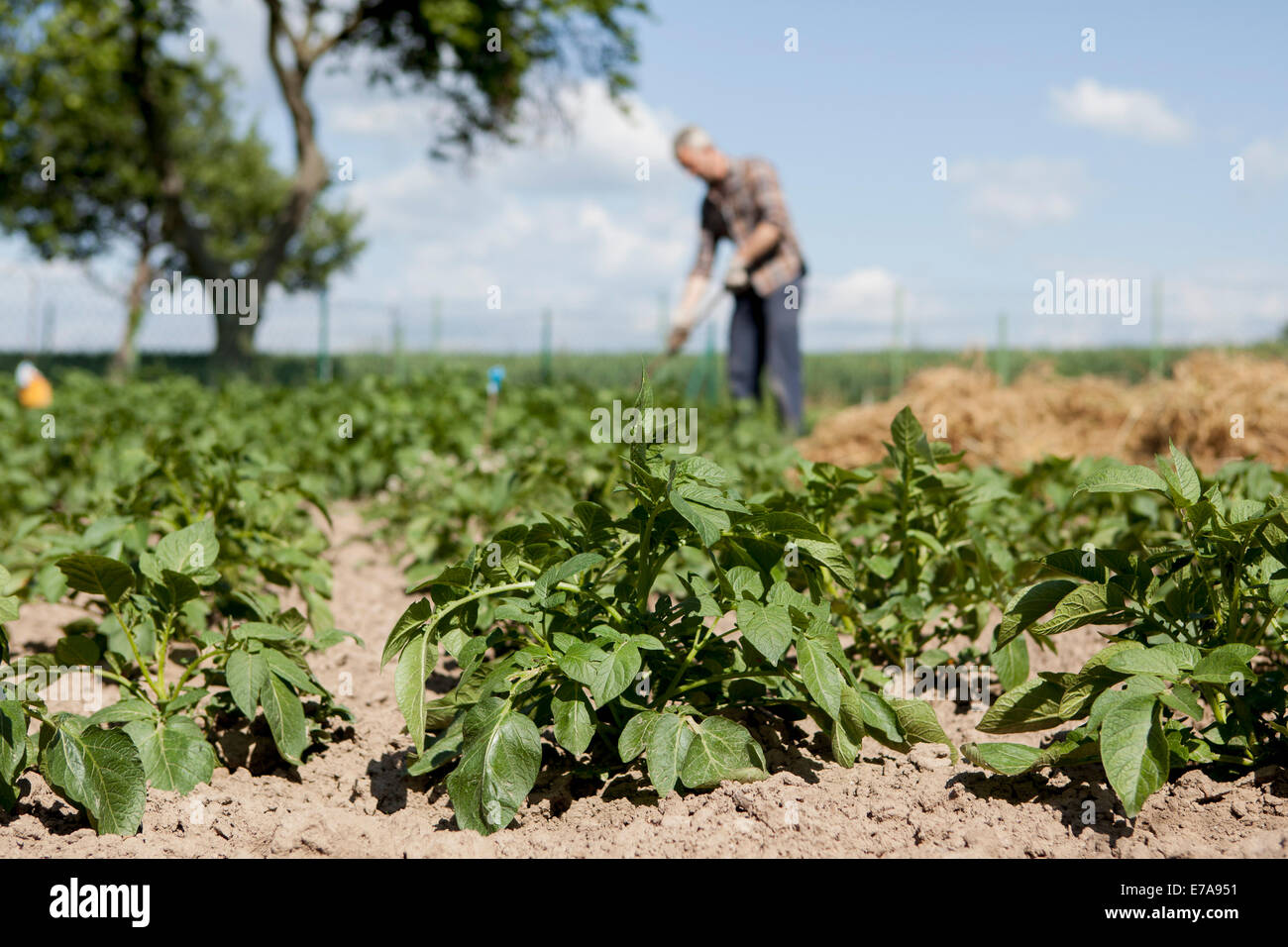 Man working on garden hi-res stock photography and images - Alamy
