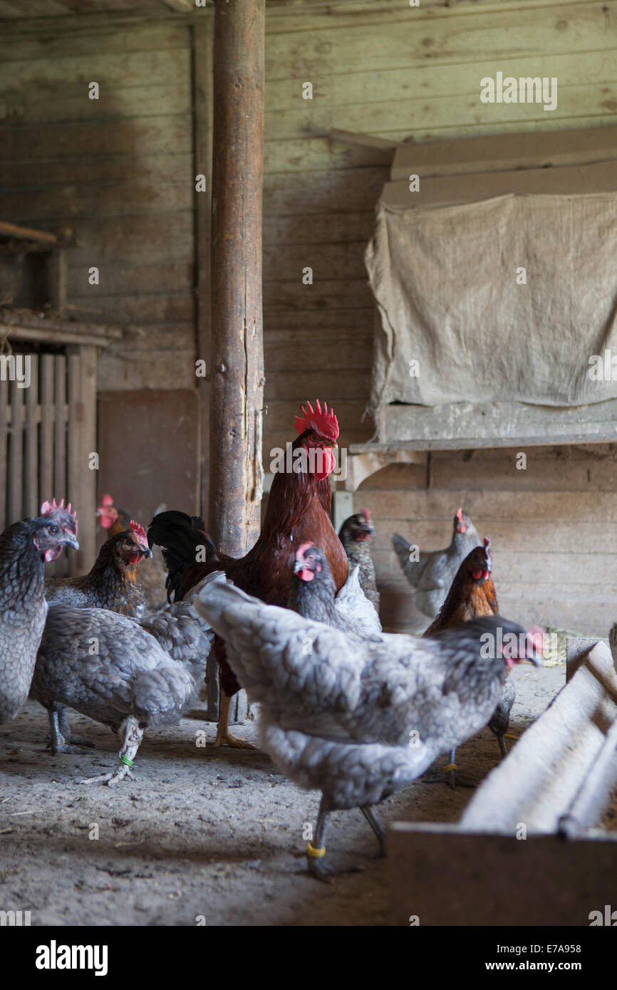 Chicken coop hires stock photography and images Alamy