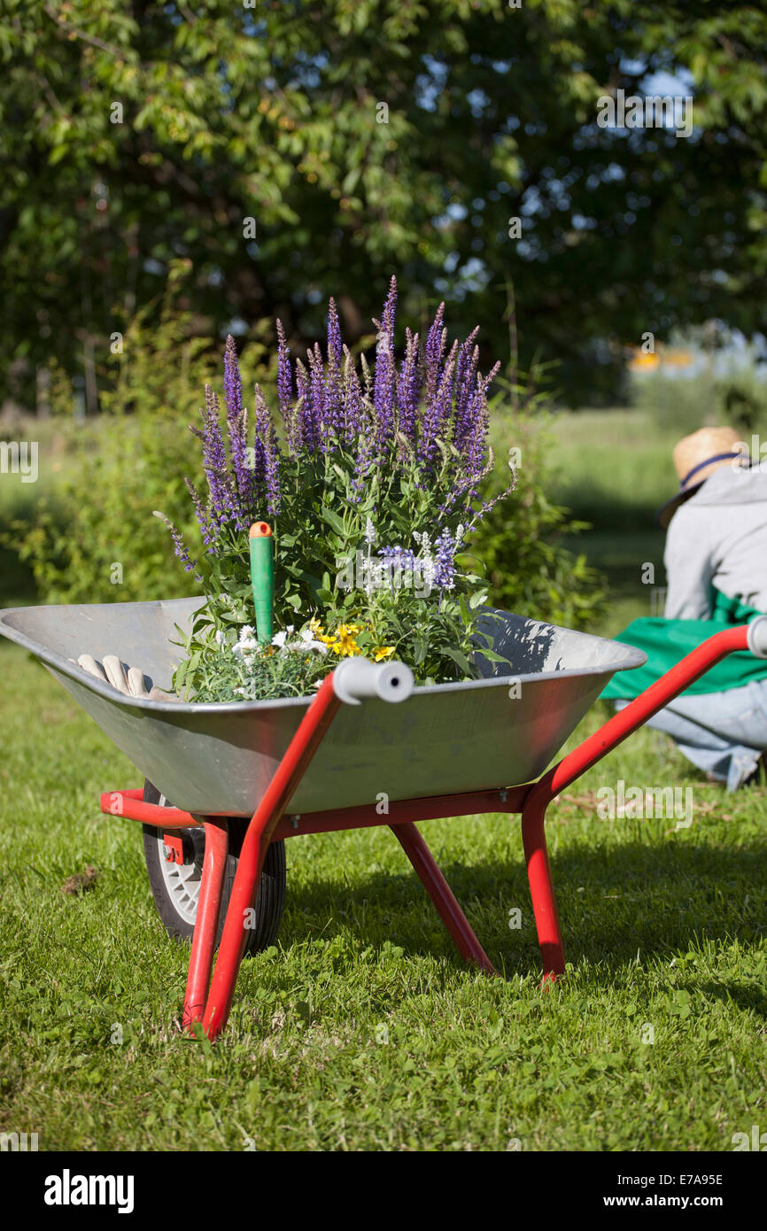 Flower pots in wheelbarrow with woman gardening in background Stock ...