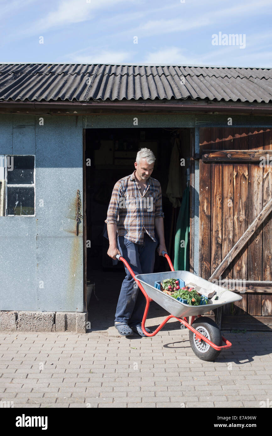 Full length of mature man carrying vegetable in wheelbarrow from barn Stock Photo