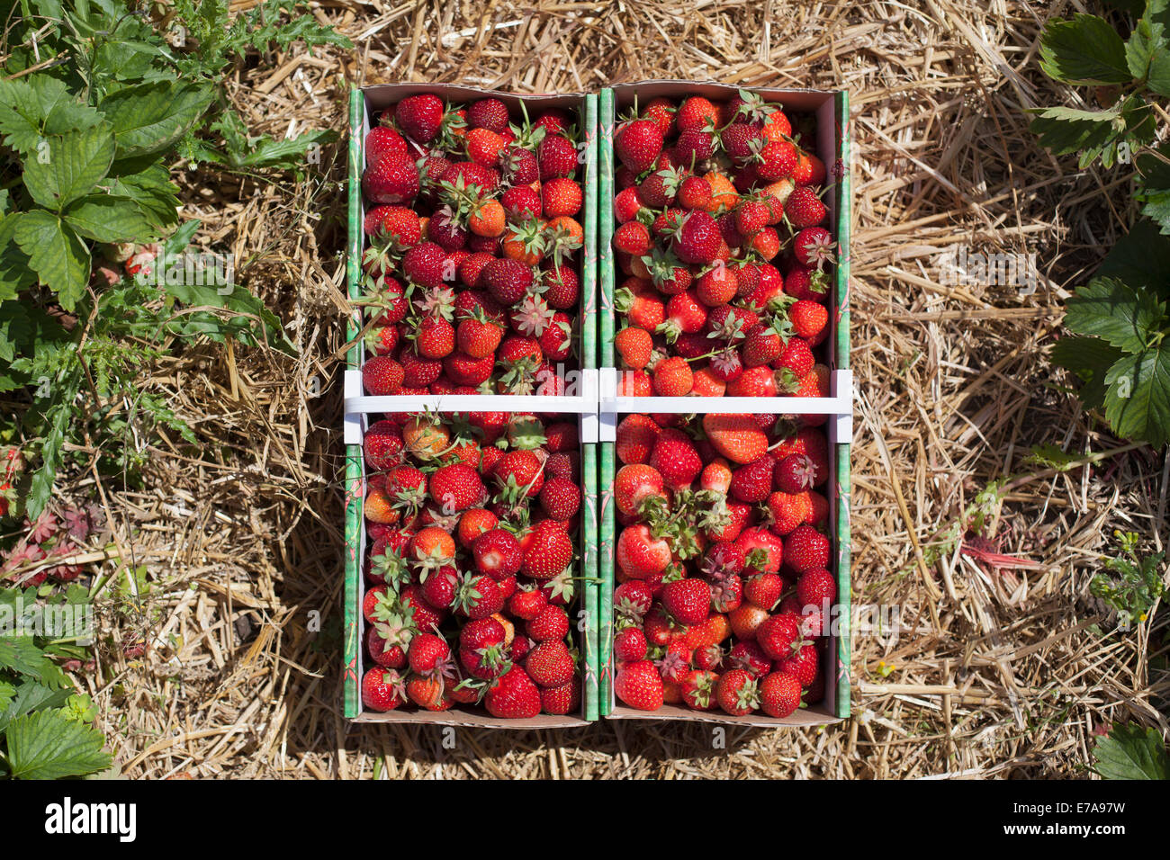 Group of people eating strawberries hi-res stock photography and images ...