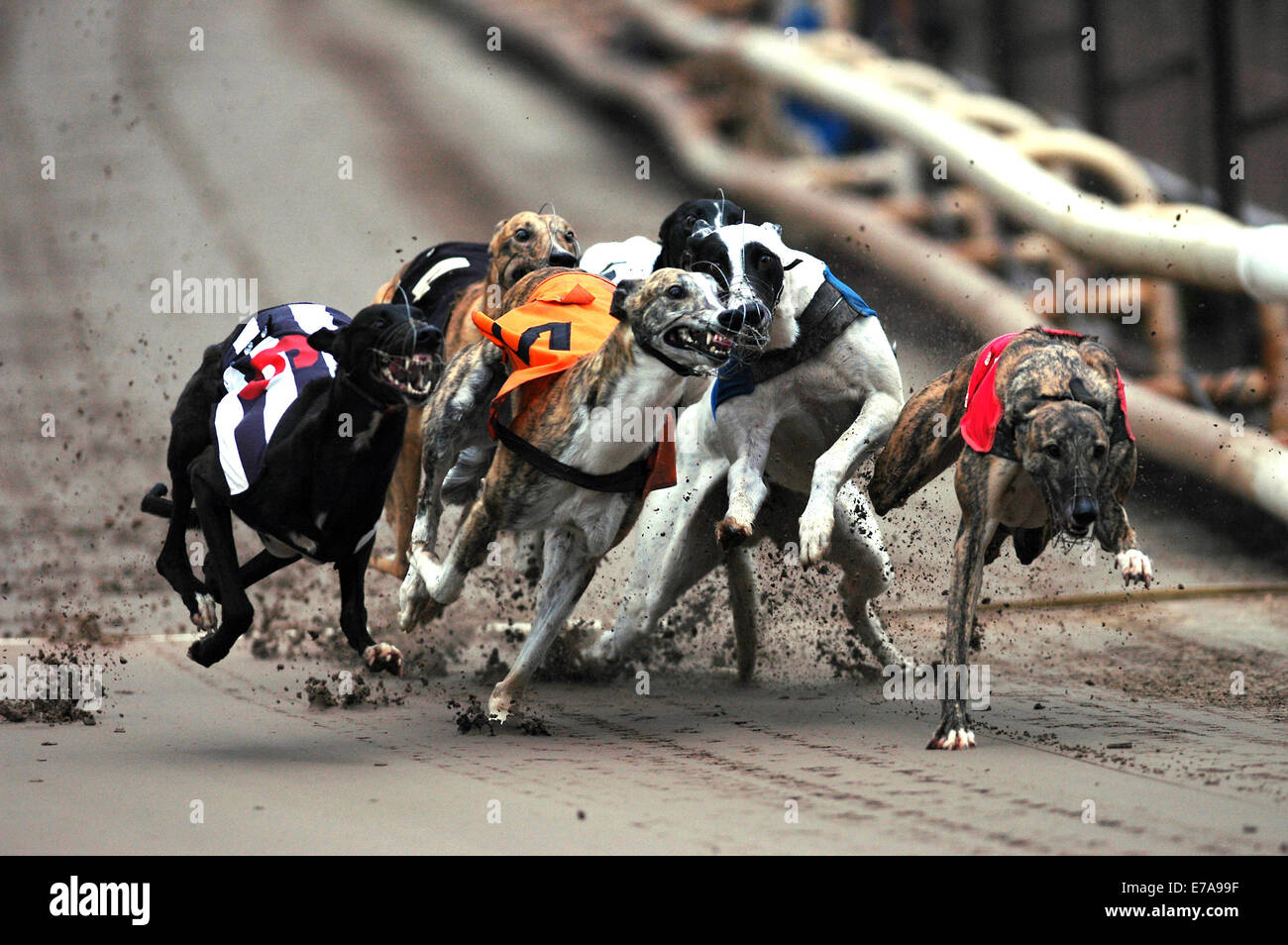 Owlerton Stadium High Resolution Stock Photography And Images Alamy