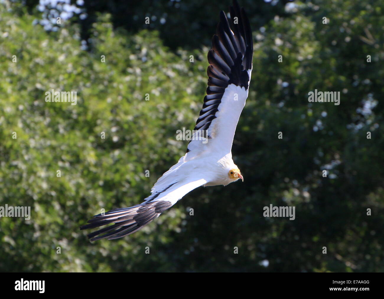 Egyptian vulture or white scavenger vulture (Neophron percnopterus) in flight Stock Photo