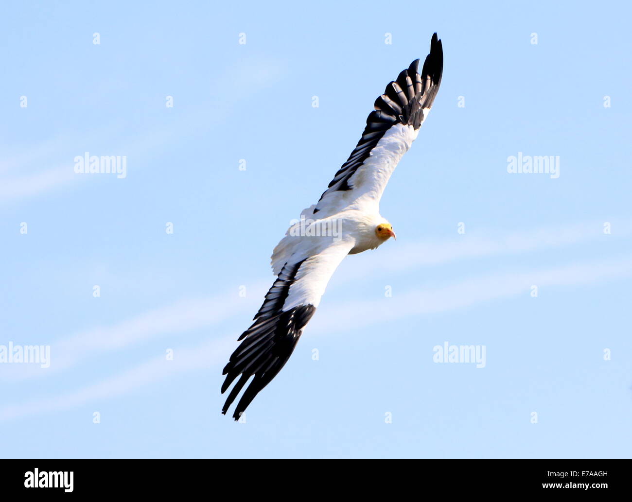 Egyptian vulture or white scavenger vulture (Neophron percnopterus) in flight Stock Photo