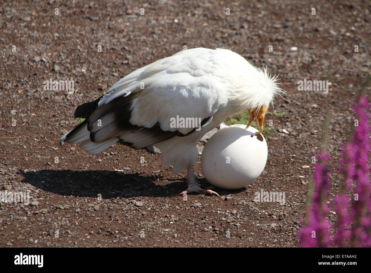 Egyptian or white scavenger vulture (Neophron percnopterus) prying open a chalk ostrich egg during a bird show Stock Photo