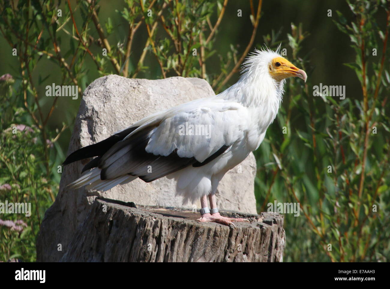 Egyptian vulture or white scavenger vulture (Neophron percnopterus) Stock Photo