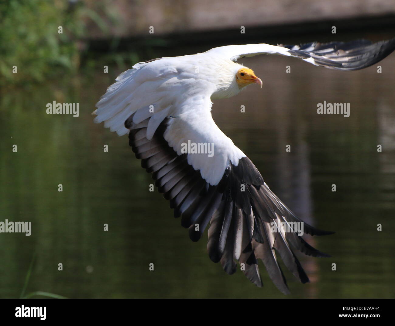 Egyptian vulture or white scavenger vulture (Neophron percnopterus) in flight Stock Photo
