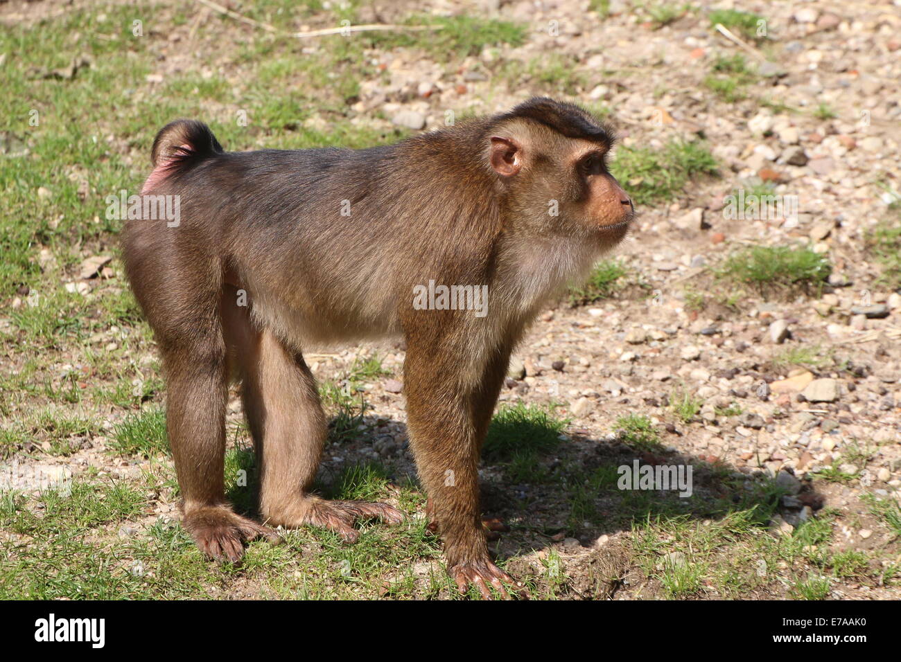 Macaco cola de cerdo sureño hi-res stock photography and images - Alamy